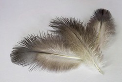 Feathers of a wild dove. Texture of feathers of a wild bird. Macro photo of pen texture. Gray abstract background