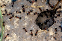 Ant Family. Ants. Macro photo. Mink in the ground. Ants are working. Production. Ants at the entrance to the termite mound. The texture of clay and small stones.