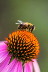 Echinacea flower. Pink petals and large yellow stamens of Echinacea. Macro photo. Medicinal flower in the garden. A bee on an echinacea flower. Yellow pollen of a flower. A bee pollinates. 