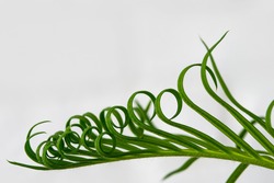 Green spiral leaves. Macro photo. Young leaves of a tropical plant. Young branch of a palm tree. Green leaves of needles. Green spiral leaves texture. Herbal abstraction. White background. Bokeh