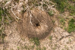 Ants. Close-up. Termite mound. Soil texture. Ants in their natural habitat. The ants are working. Many ants at the entrance to the termite mound