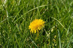 Dandelion in the grass. Yellow dandelion flower. Green grass. Close-up. Spring Green. Spring mood.