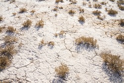 Desert plants. Cracks in the soil surface. Salted soil texture. Drought. Desert. Salt on the surface of the earth. The dried up sea. Salty soil.