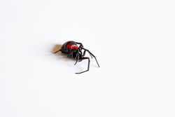 Black poisonous spider. Spider Black Widow. Close-up. Red mark on the back of the spider. Poisonous Asian spider Karakurt. Poisonous insect of hot countries. White background