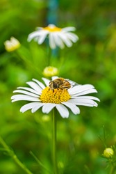 A bee on a chamomile flower. Close-up. A bee pollinates a flower. White petals and yellow stamens of daisies. Yellow pollen of a flower on the body of a bee. Bee wings, legs, head and body texture
