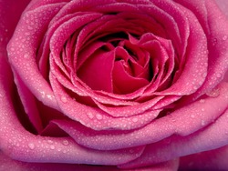 The petals of a delicate pink rose with water droplets, full screen image.