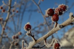 Red berries are covered with frost on a frosty day on a branch, blue sky, winter, snow, cold, macro