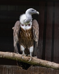 Himalayan vulture or Himalayan bald vulture sits on a log in the zoo.