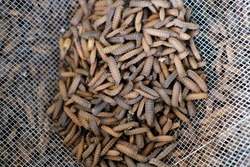 Black soldier fly larvae or maggot being harvested at one of the insect farms for fish and poultry feed