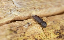Death-watch beetle beetle, Ptilinus fuscus on aspen wood