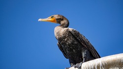 cormoran bird close up blue sky beach bird not a duck camacho fishing bird orange beak