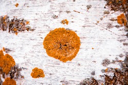 Orange red lichen on the bark of a birch tree close-up macro