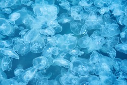 natural background - many jellyfish in blue sea water