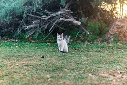 two stray kittens near his shelter in the bushes in the park