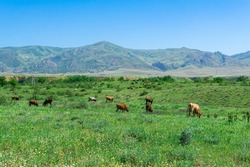 blooming spring meadow pastures with grazing beefs in the foothills of the Caucasus Mountains