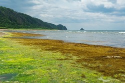 coastal landscape, green coast of Kunashir island, algae on the littoral at low tide in the foreground 