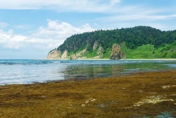 coastal landscape, rocky green coast of Kunashir island, algae on the littoral at low tide in the foreground 