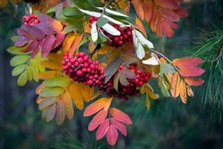 Ripe rowan berries and colorful rowan leaves in autumn. Medicinal plant. Beauty of nature. Autumn background.