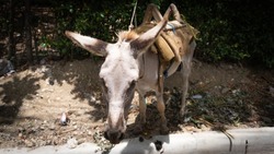 white donkey resting under the shade 2