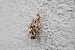 Minomushi(Bagworm) is the larva of the minnow moth. It collects straw and twigs and wears them on its body. Its scientific name is Psychidae.
