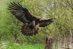 Golden eagle about to land. A magnificent golden eagle is seen as it prepares to land on a tree stump