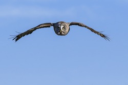 Great Grey Owl in the sky. A magnificent great grey owl flies against a clear blue sky.