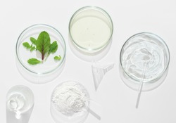  natural cosmetic research in a laboratory, petri dishes and lab glassware with medium, clay powder and green leaves. test for efficiency in vitro