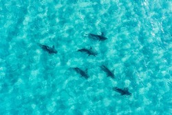 A flock of sharks swim in clear, shallow turquoise waters
