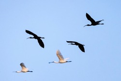 Bird Cormorants Phalacrocorax carbo flying in against the sky. Birds migration concept siluhette  birds