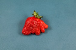 Deformed strawberry abnormal shape on blue background, close-up. Ugly fruits and vegetables can be eaten. Concept - reduction of organic waste.