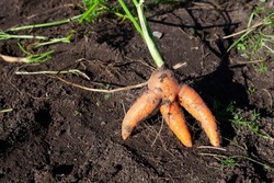 Ugly fused carrots in the garden bed. Ugly crooked vegetable, suitable for eating. Reduction of food organic waste.