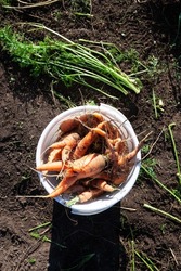 Ugly fused carrots in white bucket, top view. Garden bed. Ugly crooked vegetables, suitable for eating. Reduction of food organic waste.
