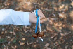 A child's hand in white shirt holds pair of chestnuts on strings. Concept of children's outdoor games after school. Conkers is a game played using seeds of horse chestnut trees.