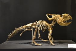 Skeleton of Dinosaur Protoceratops