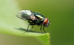 Close up of European green blowfly on leaf                        
