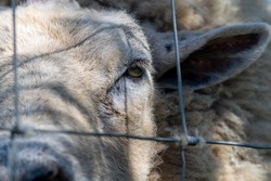 Hornless ram head closeup, animal looking trough a metal wired fence, unhappy livestock sheep, sad animal kept captive, bearing witness to eploitation of animals, sentient ram behind bars
