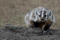 American Badger on the hunt in Grasslands National Park