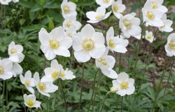 Beautiful delicate white flowers, known as snowdrop anemone or snowdrop windflower (wood anemone). Flowers have five petals and yellow center and are fragrant. Selective focus, bokeh effect, outdoor.