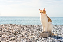 well-groomed white-and-red cat sits on a rock on a pebble beach against a background of blue sea and sky with white clouds in sunny weather with sun rays with copy space for text. Sea beach vacations