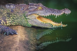 Crocodile with open jaws. Profile of a crocodile in a pond with green water. Open mouth and sharp teeth. Intense yellow eyes.