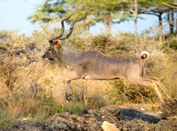 Kudu crossing a road in Selous Game Reserve