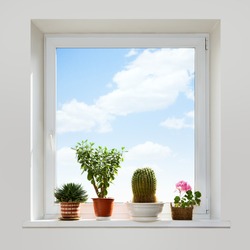 House plants on the windowsill. Spring.