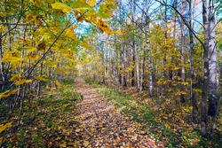 The path strewn with yellow leaves autumn forest .