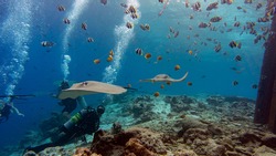 Divers and stingrays. Diving with stingrays. Diving in the Maldives. Luxury vacation in the Maldives