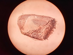 view under a microscope types of ctenoid scales in gouramy
