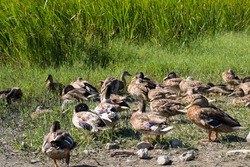Herd of ducks stand on the shore of the lake.