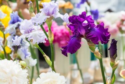 Close up of multicolour Bearded Iris Flowers