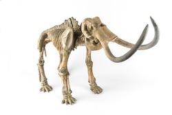 Decorative skeleton of a mammoth on the white background