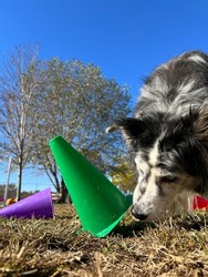 Easy at home dog enrichment scent work brain game hiding food under cones for dogs to use sense of smell to find 
