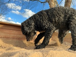 Low angle closeup view of active black colored senior cockapoo dog fulfill instinctual need by digging in sand box outside on sunny day with blue sky and white clouds in background 